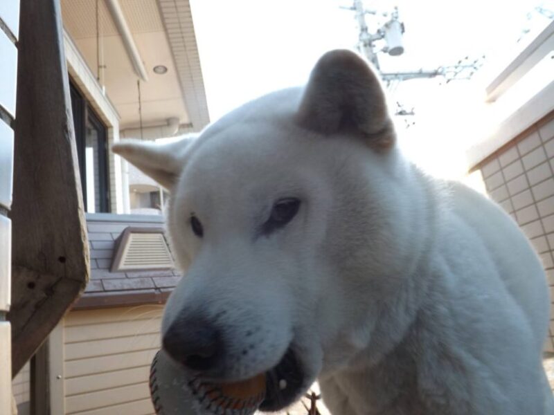 愛犬